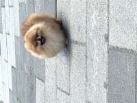 Tosbik köpeğimiz lola