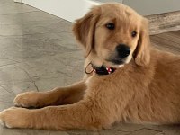 Çok şirin ve akıllı Golden yavruları