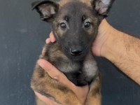 Kaliteli Belçika Malinois Yavrular