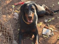 EUROPEAN KİNG DOBERMAN DİŞİ YAVRUMUZ