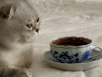 1 yaşındaki dişi scottish fold kedimizi sahiplendiriyoruz