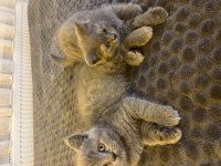 British Shorthair Yavrular