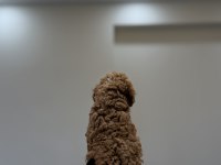 TOY POODLE WC PET EĞİTİMLİ YAVRUMUZ YENİ YUVASINA HAZIR