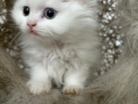 British Longhair Kedisi