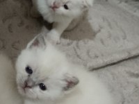 Kaliteli sağlıklı british shorthair yavrular