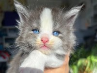 Mavi Gözlü Minik Dev Maine Coon