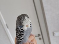 Show Jumbo yavru muhabbet kuşu