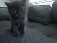 Bolu merkez british shorthair