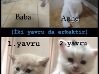 Yavru british kedilerime yuva arıyoruz