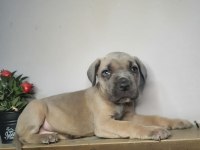 Egzotik cane corso yavrularım