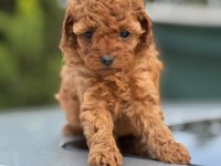 Küçük poodle prensler ve prensesler