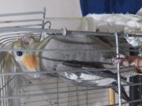 Sultan papağanı grey