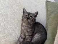 Anne Altından Kurt Adam Erkek Oyuncu British Shorthair