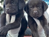Çikolata, siyah ve şampanya labrador köpekler