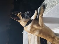 4 aylık dişi belçika kurdu