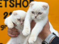 Sevimli scottish fold bebekler
