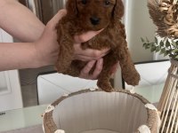 RED BROWN TOY POODLE BEBEKLER