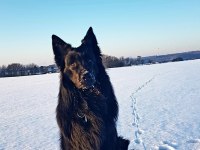 Şecereli Siyah Alman Çoban Köpeği
