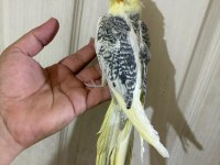 59 GÜNLÜK RENK GÜZELİ KUSURSUZ SULTAN PAPAĞANI BEBEK