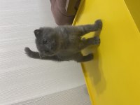 Scottish fold pati yavrumuz yeni yuvasını arıyor
