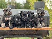 FCI Pedigreeli Miniature Schnauzer Yavruları