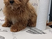 Yavru Maltipoo Yavrumuz