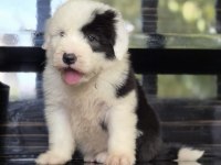 TR nadir bulunan ırklardan bobtail yavrular