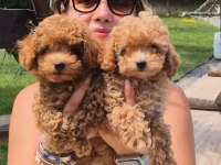 TÜRKİYENİN EN ÖZEL TOY POODLE YAVRULARI 