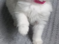 Safkan Ragdoll Bebek Kediler