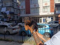 Rottweiler