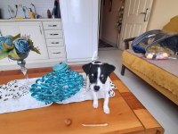 Orijinal ırk chihuahua
