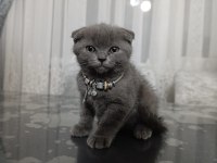 2 aylık scottish fold dişi yavru