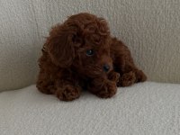Tuvalet Eğitimli Toy Poodle 