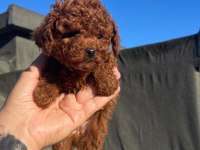 ORJİNAL TOY POODLE YAVRU