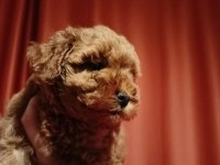 A SCR MUHTEŞEM TOY POODLE YAVRULARIMIZ