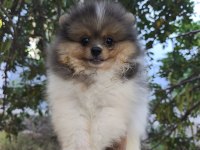 POMERANİAN BEBEK SURATIMIZ YENİ YUVASINI ARIYOR
