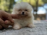 Sağlık ve ırk garantili pomeranian boo yavrularımız