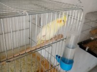 Lutino kırmızı göz sultan papağanı