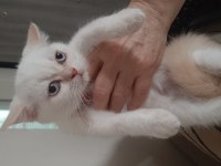 Scottish fold, british dişi erkek safkan yavrular