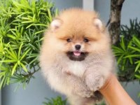 Pomeranian boo köpeğimiz @ppuppypawbodrum