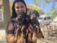 Dişi erkek üst kalite doberman yavrularım