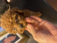 Kore kan poodle