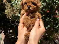 Toy poodle yavru