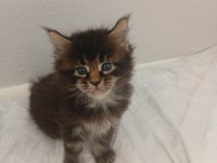 Xxl Boy Maine Coon Yavruları