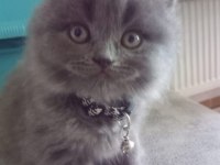 A kalite british longhair yavru