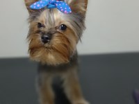 İstanbul Beylikdüzü Yorkshire Terrier