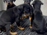 King doberman yavruları