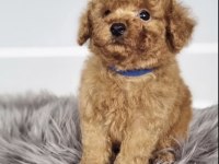 Toy Poodle Köpeğimiz