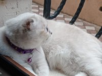 Kızımıza yuva arıyoruz scottish fold
