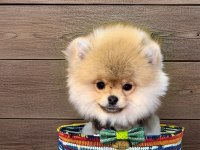 Antalya safkan pomeranian boo yavruları